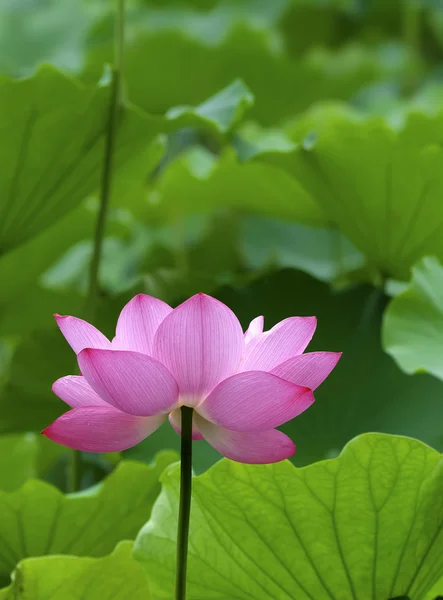 En vacker lotus i damm — Stockfoto