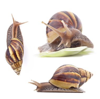 Giant African land snail clipart