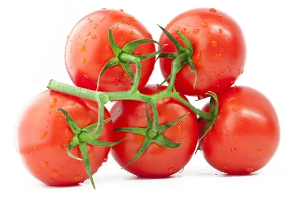 Tomater på en gren — Stockfoto
