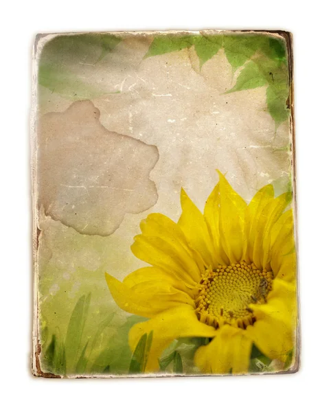 Zonnebloem bloemen en groene bladeren, grunge — Stockfoto