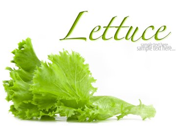 Lettuce clipart