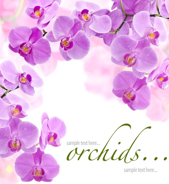 stock image Orchid flowers