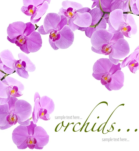 stock image Orchid flowers