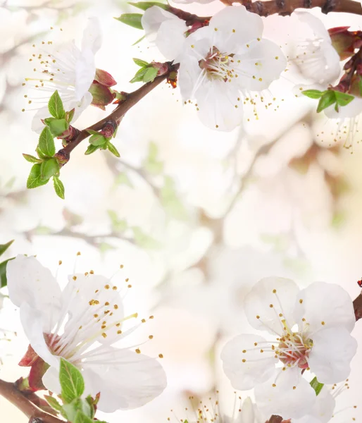 stock image Apricot flowers