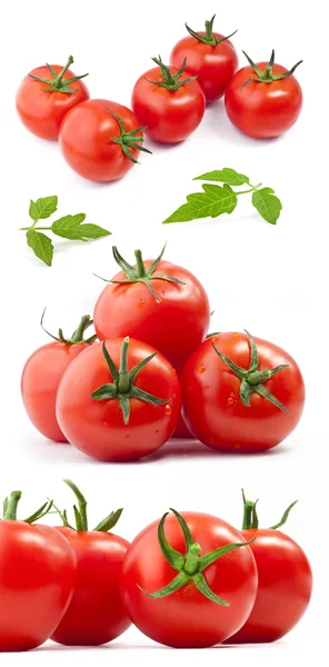 Collecte de tomates — Photo