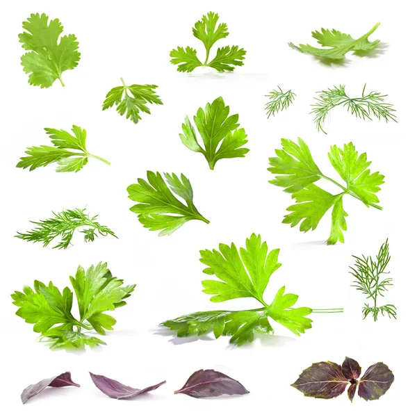 Coriandolo, prezzemolo, aneto e foglie di basilico — Foto Stock
