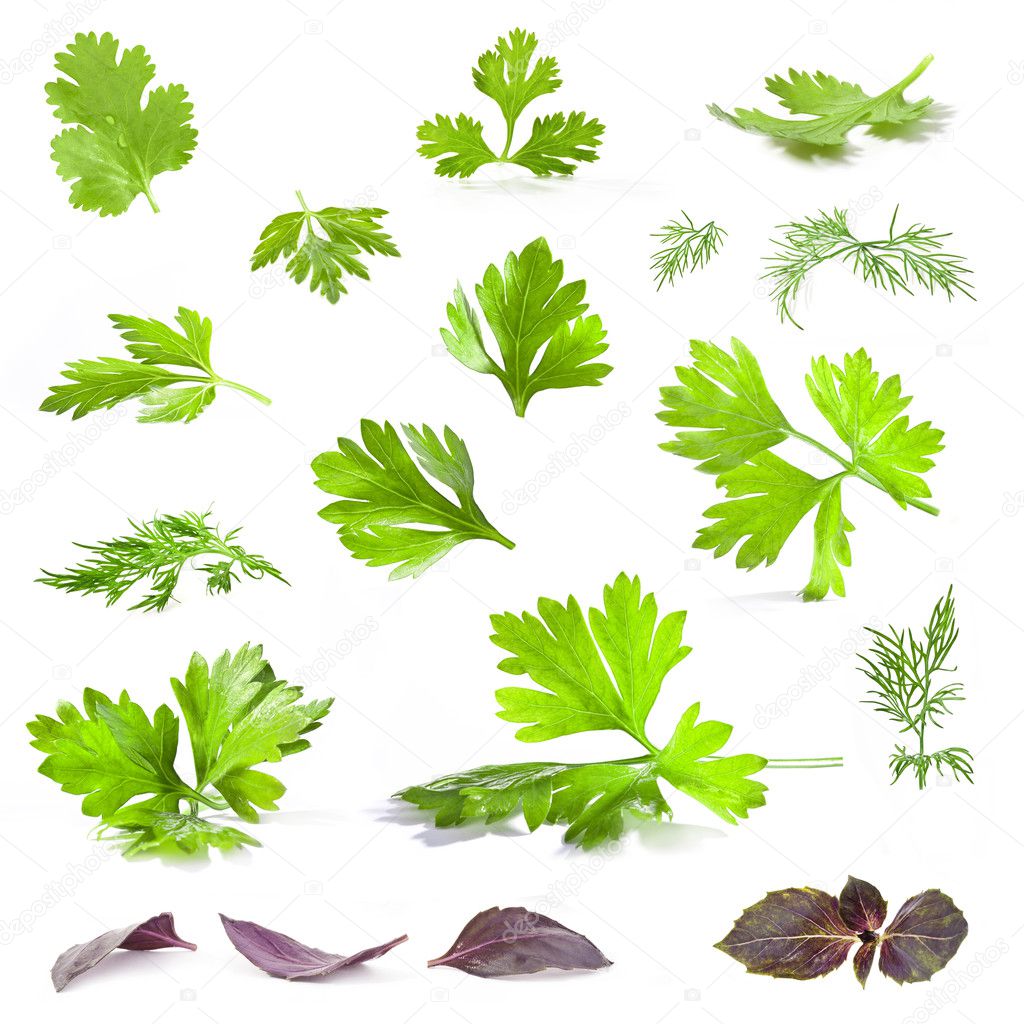 Coriander, parsley, dill and basil leaves