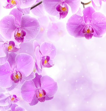 orkide çiçekleri