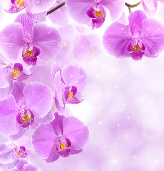 Orchid flowers — Stock Photo, Image