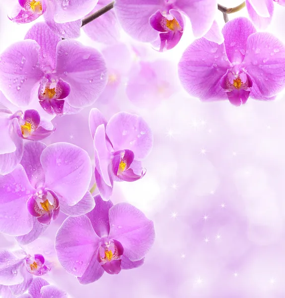 Orchideenblüten Stockfoto
