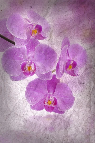 Blommor av orkidéer från skrynkligt papper — Stockfoto