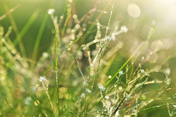 stock image Green grass and flower, water drops background