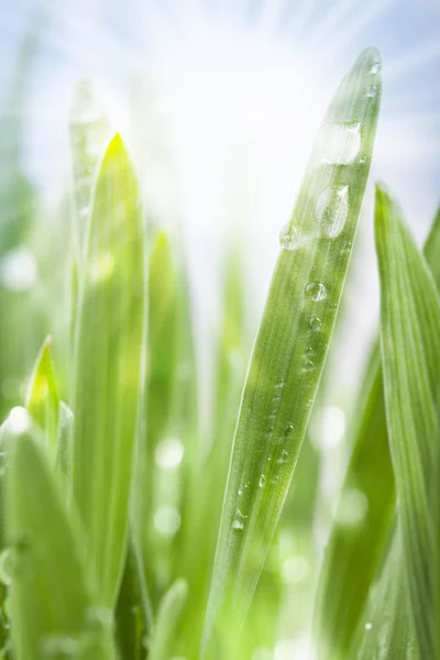 Grass with rays of the sun — Stock Photo, Image