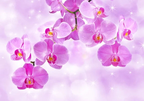 Flowers of orchids Stock Image
