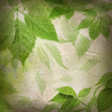 Green leaves on a vintage paper clipart