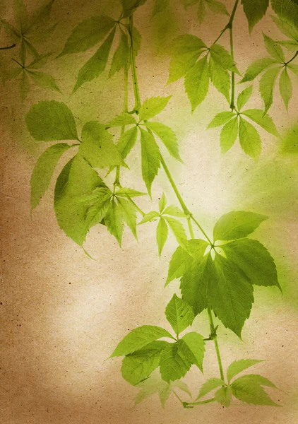 Green leaves on a vintage paper — Stock Photo, Image