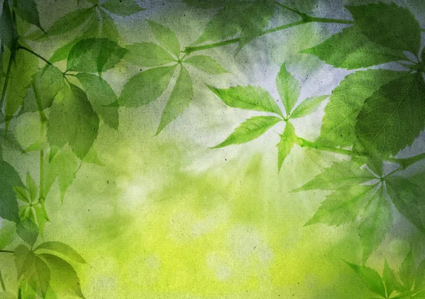 Zöld levelek, szüreti papíron — Stock Fotó