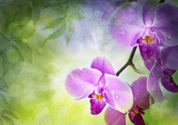 Orchideenblüten und grüne Blätter auf einem alten Papier lizenzfreie Stockbilder