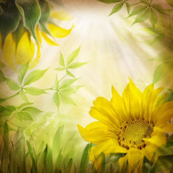 Slunečnice květiny a zelené listy — Stock fotografie