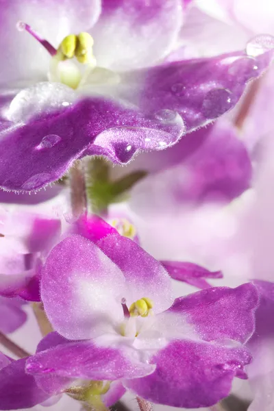 Blommor violett och vatten droppar — Stockfoto