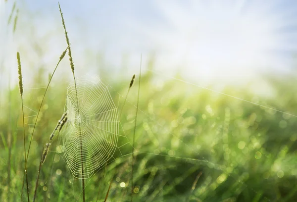 Green grass and sun — Stock Photo, Image
