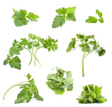 Collection of parsley leaves clipart