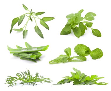 Collection of herbs clipart