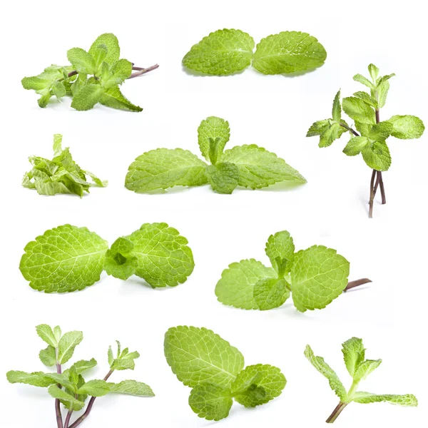 Collection of fresh mint — Stock Photo, Image