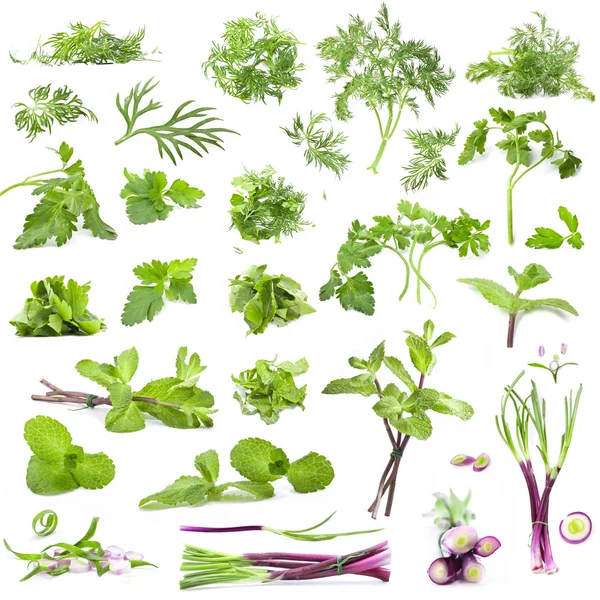 Duży zbiór świeże zioła — Zdjęcie stockowe