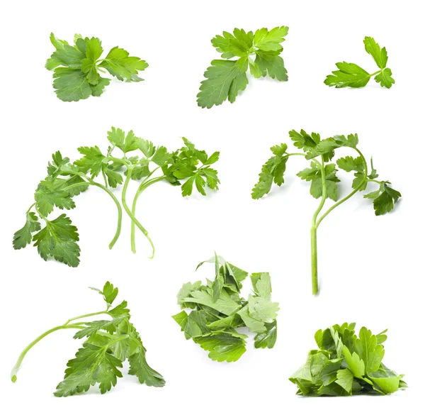 Collection of parsley leaves — Stock Photo, Image