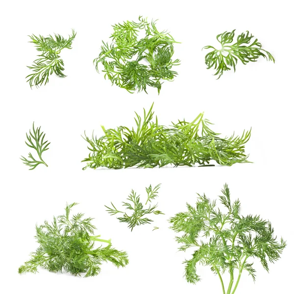 Collection of dill — Stock Photo, Image
