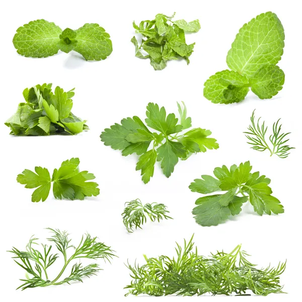 Collection of fresh herbs — Stock Photo, Image