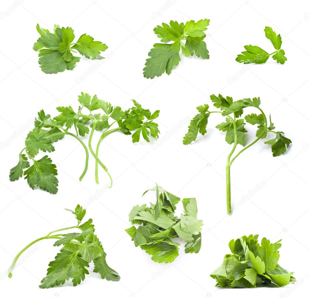Collection of parsley leaves