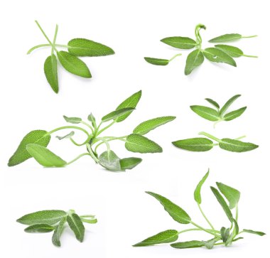 Collection of sage clipart