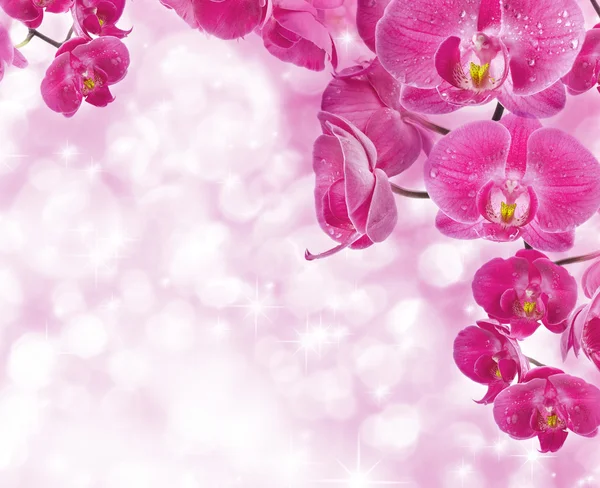 Orchid blommor med vattendroppar — Stockfoto
