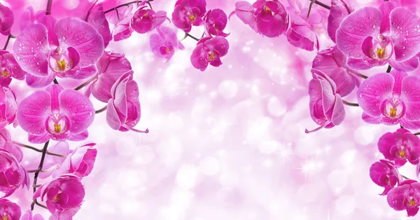 Orchid квіти — стокове фото