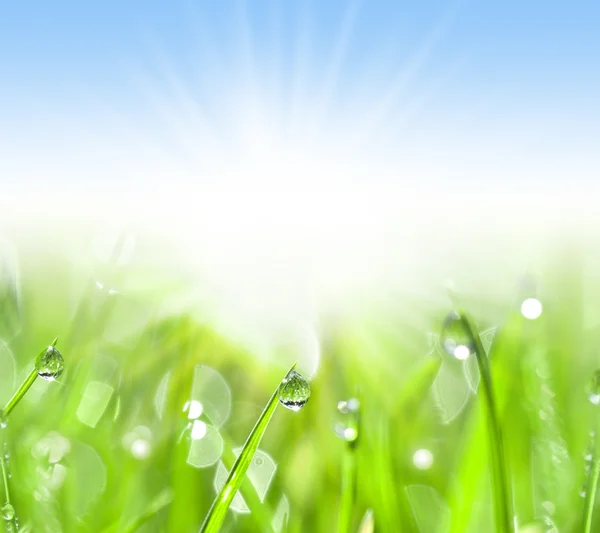 Green grass with water drops — Stock Photo, Image