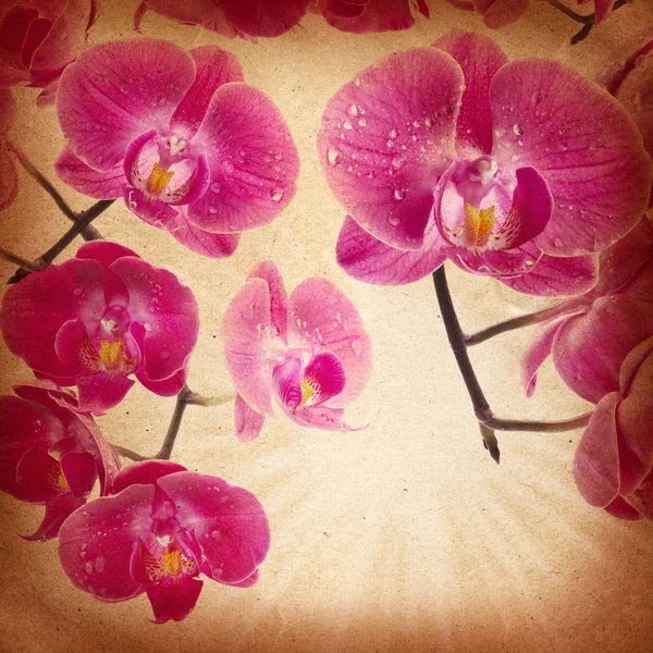 Květy orchidejí na vinobraní papír — Stock fotografie