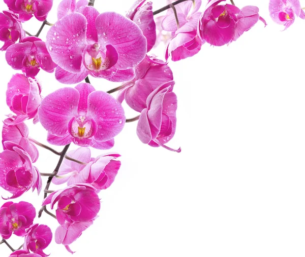 Kwiaty Orchid — Zdjęcie stockowe