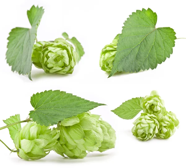 Collection of hops — Stock Photo, Image