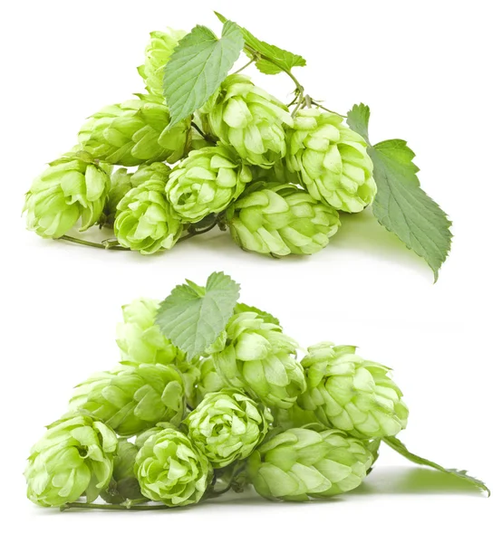 Collection of hops — Stock Photo, Image