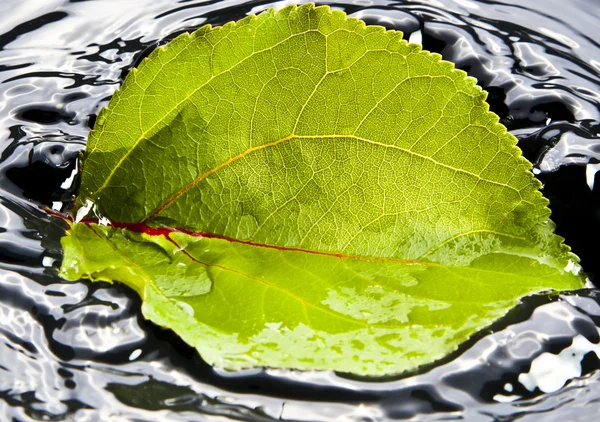 水に落ちる葉 — ストック写真