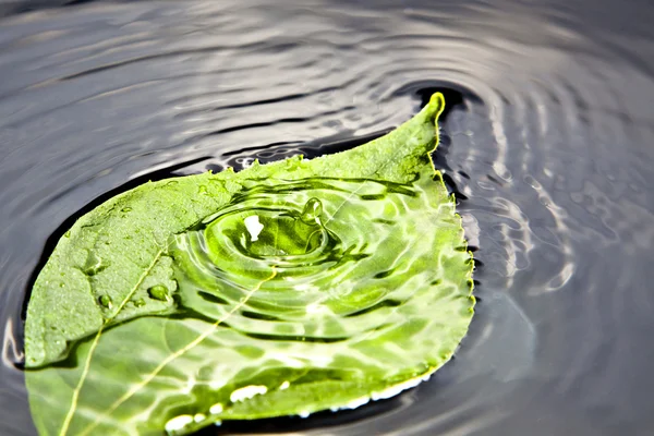 Падіння і листя води — стокове фото
