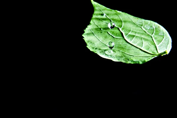 Waterdruppel en blad — Stockfoto