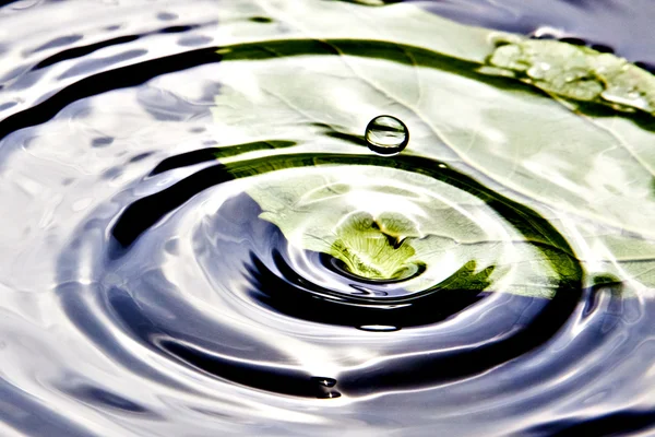 Vattendroppe och blad — ストック写真