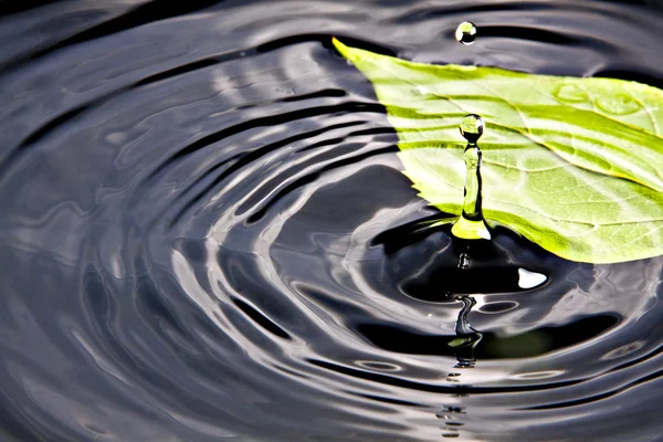 Wassertropfen und Blatt — Stockfoto