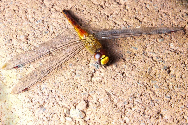 Dragonfly on ground dead — Stock Photo, Image