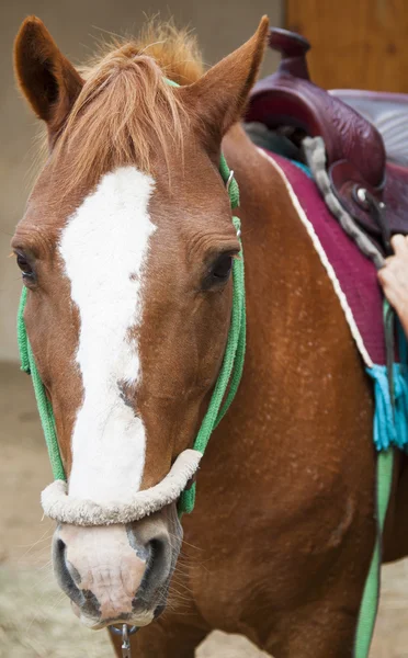 stock image Brown and white Horse