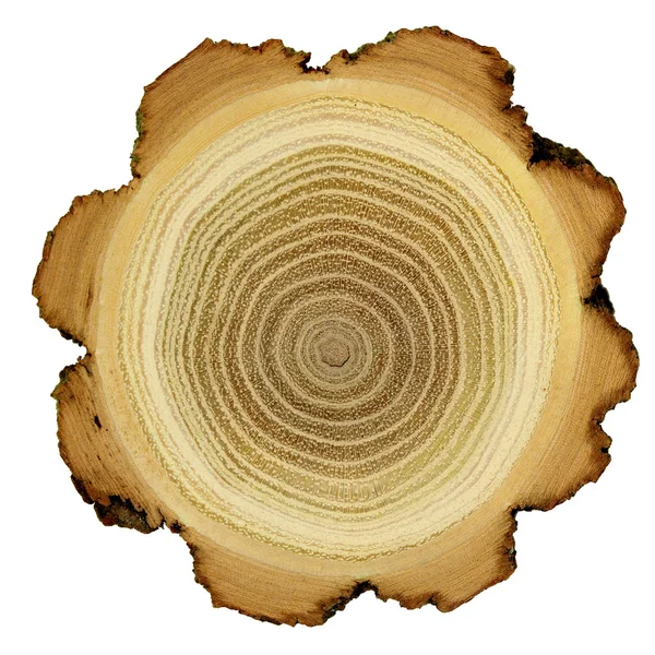 Growth rings of acacia tree - cross section — Stock Photo, Image