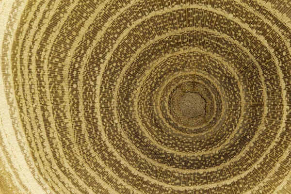Growth rings of acacia tree - cross section — Stock Photo, Image
